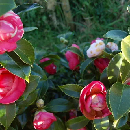 Casa Da Fonte - Historisches Steinhaus Auf Den A By Interhome Holiday home Algarvia