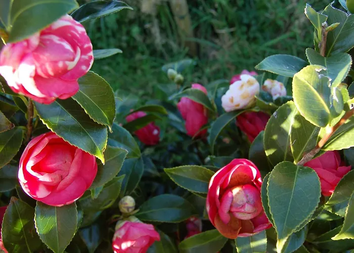 Casa Da Fonte - Historisches Steinhaus Auf Den A By Interhome Ferienhaus Algarvia